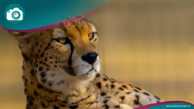 World of animals - fauna pictures - Photo Gallery