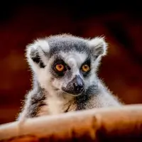 Lemur kata (Lemur catta) - ZOO Plzeň