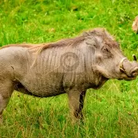 Prase savanové (Phacochoerus africanus) - ZOO Plzeň