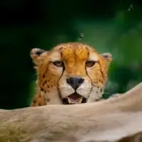 Gepard súdánský (Acinonyx jubatus soemmeringii) - ZOO Plzeň