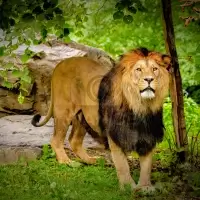 Lev berberský (Panthera leo leo) - ZOO Plzeň