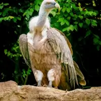Sup bělohlavý (Gyps fulvus) - ZOO Plzeň