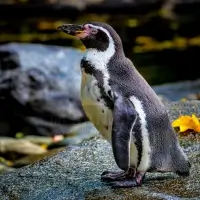 Tučňák Humboldtův (Spheniscus humboldti) - ZOO Plzeň