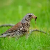 Ptáci - Drozd kvíčala (Turdus pilaris)