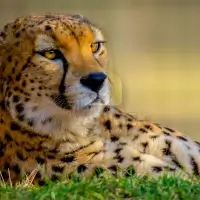 Gepard súdánský (Acinonyx jubatus soemmeringii) - ZOO Plzeň