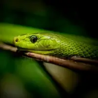 Mamba úzkohlavá (Dendroaspis angusticeps) - Zoo Plzeň