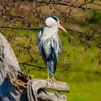  Volavka popelavá (Ardea cinerea)