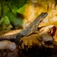 Leguánek madagaskarský (Oplurus cuvieri) - Zoo Plzeň