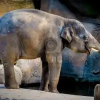  Slon indický (Elephas maximus)