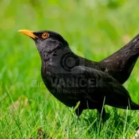 Ptáci - Kos černý (Turdus merula)