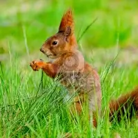 Veverka obecná (Sciurus vulgaris)