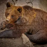 Medvěd hnědý (Ursus arctos)