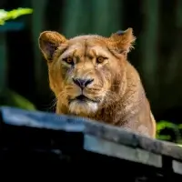 Lev berberský (Panthera leo leo) - ZOO Liberec