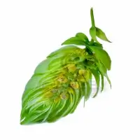 Hop head - cones - Žatec hops