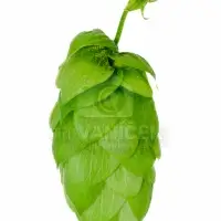 Hop head - cones - Žatec hops