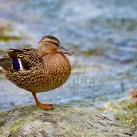 Kachna divoká (Anas platyrhynchos)