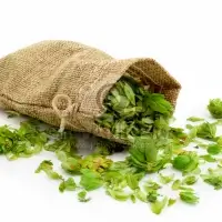 Žatec hops