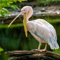 Pelikán bílý - Pelecanus onocrotalus