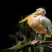 Pelikán bílý - Pelecanus onocrotalus