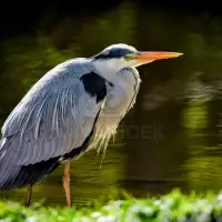 Volavka popelavá Ardea cinerea 
