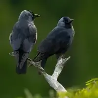 Ptáci - Kavka obecná (Coloeus monedula)