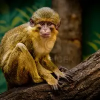 Talapoin severní - Talapoin gabonský