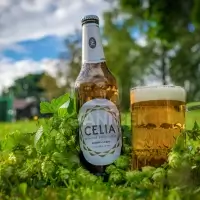 Pivo v trávě - Reklamní fotografie